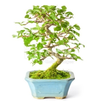 S zerkova bonsai ksa sreliine  Antalya nternetten iek siparii 