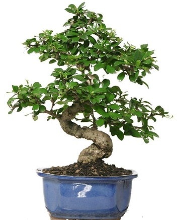 21 ile 25 cm aras zel S bonsai japon aac  Antalya ieki telefonlar 