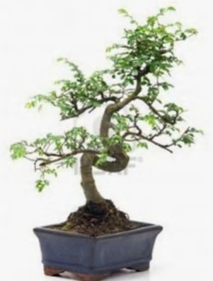 S gvde bonsai minyatr aa japon aac  Antalya iek sat 