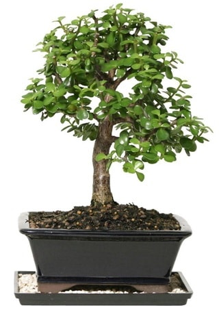 15 cm civar Zerkova bonsai bitkisi  Antalya iek siparii sitesi 